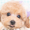 トイプードルのクリームの男の子（2025年11月12日生まれ）