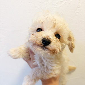 タイニープードルのクリームの男の子｜2025年12月15日生まれ｜No.11093｜画像0枚目