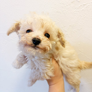 タイニープードルのクリームの男の子｜2025年12月15日生まれ｜No.11093｜画像1枚目