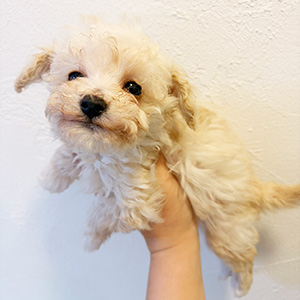 タイニープードルのクリームの男の子｜2025年12月15日生まれ｜No.11093｜画像2枚目