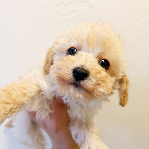 トイプードルのクリームの男の子｜2025年12月15日生まれ｜No.11095｜画像0枚目