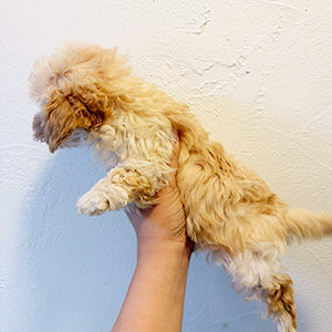 トイプードルのクリームの男の子｜2025年12月15日生まれ｜No.11095｜画像2枚目