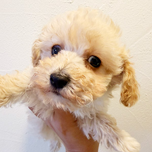 トイプードルのクリームの男の子｜2025年12月15日生まれ｜No.11095｜画像3枚目