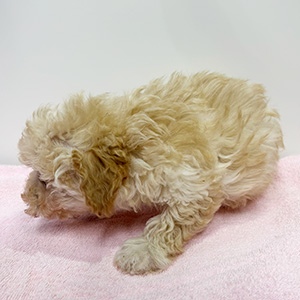 トイプードルのクリームの男の子｜2025年12月7日生まれ｜No.11084｜画像4枚目