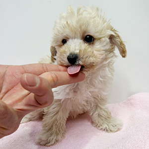 トイプードルのクリームの男の子｜2025年12月7日生まれ｜No.11084｜画像0枚目