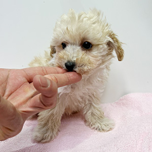 トイプードルのクリームの男の子｜2025年12月7日生まれ｜No.11084｜画像1枚目