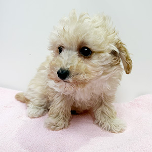 トイプードルのクリームの男の子｜2025年12月7日生まれ｜No.11084｜画像3枚目