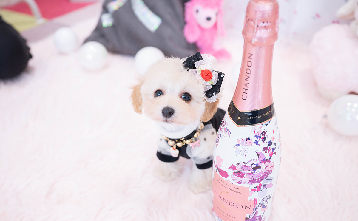 タイニープードルのクリームの女の子｜2025年11月29日生まれ｜No.11072｜画像1枚目