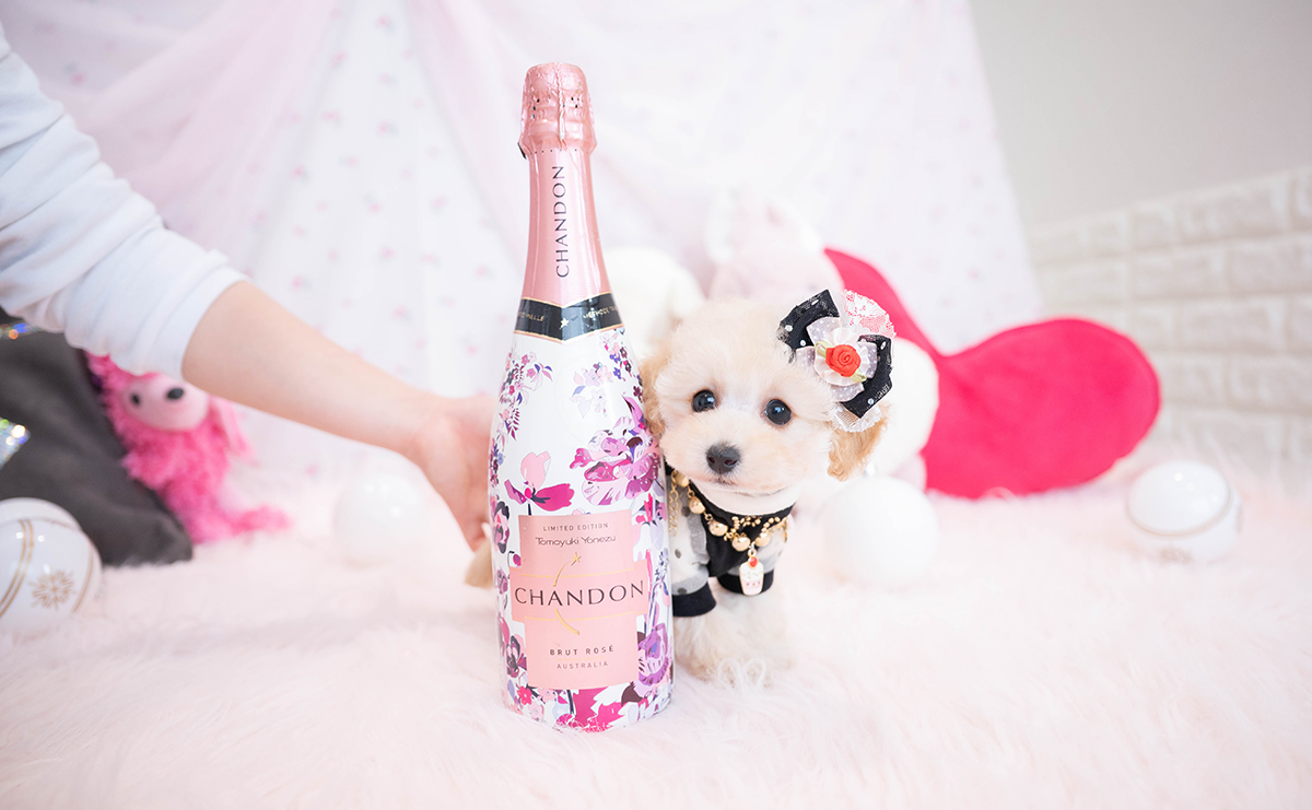 タイニープードルのクリームの女の子｜2025年11月29日生まれ｜No.11072｜画像2枚目