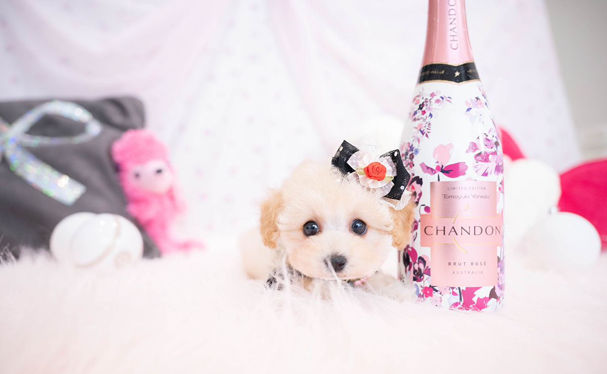 タイニープードルのクリームの女の子｜2025年11月29日生まれ｜No.11072｜画像3枚目