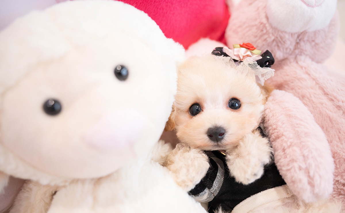 タイニープードルのクリームの女の子｜2025年11月29日生まれ｜No.11072｜画像0枚目