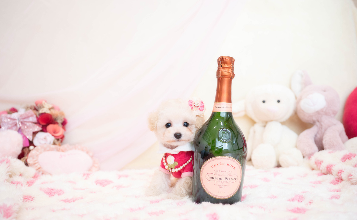 ティーカッププードルのクリームの女の子|2025年11月29日生まれ|No.11077|画像1枚目