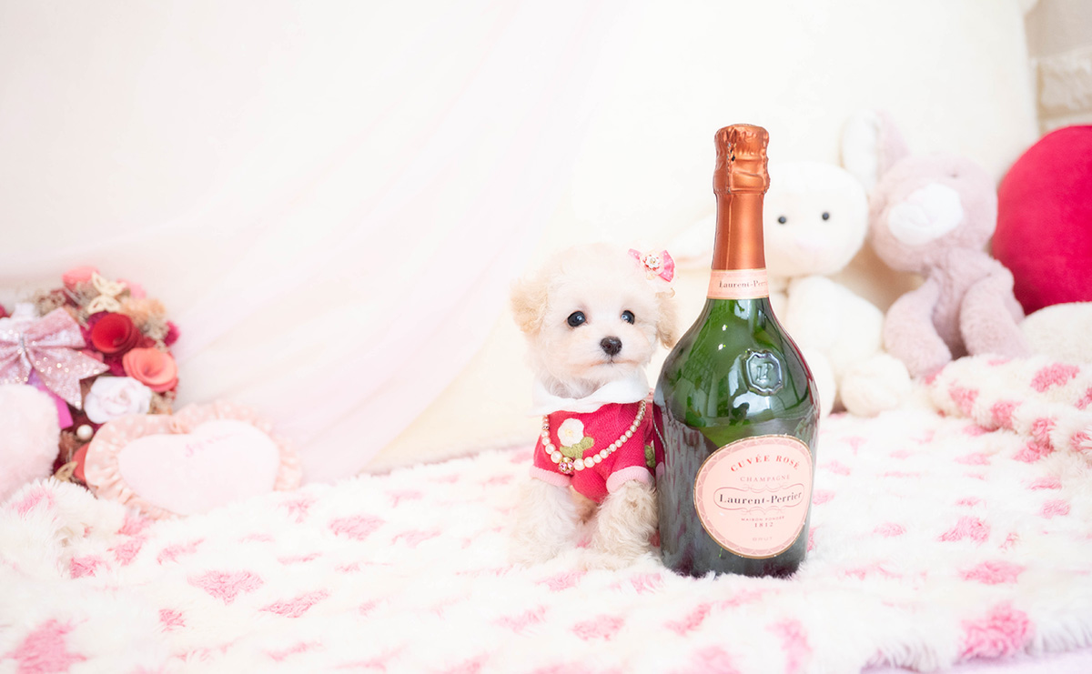 ティーカッププードルのクリームの女の子｜2025年11月29日生まれ｜No.11077｜画像3枚目