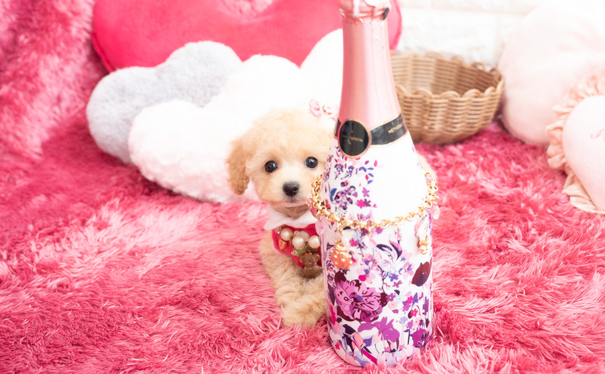 タイニープードルのクリームの女の子｜2026年1月7日生まれ｜No.11122｜画像0枚目