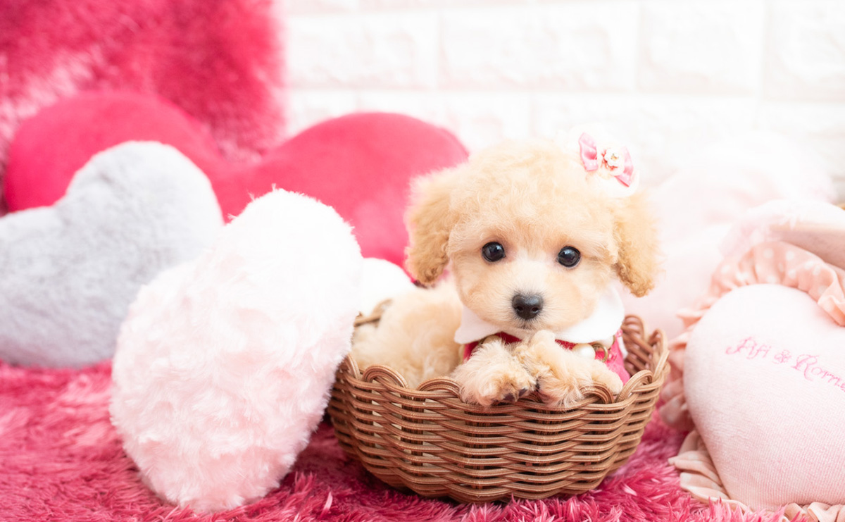 タイニープードルのクリームの女の子｜2026年1月7日生まれ｜No.11122｜画像1枚目