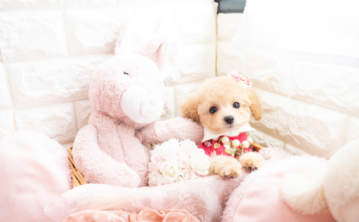 タイニープードルのクリームの女の子｜2026年1月7日生まれ｜No.11122｜画像2枚目