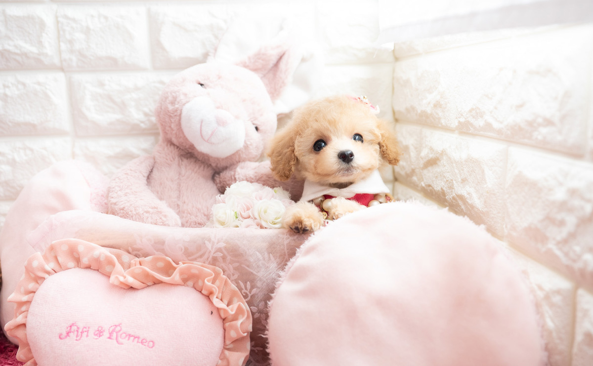 タイニープードルのクリームの女の子｜2026年1月7日生まれ｜No.11122｜画像3枚目