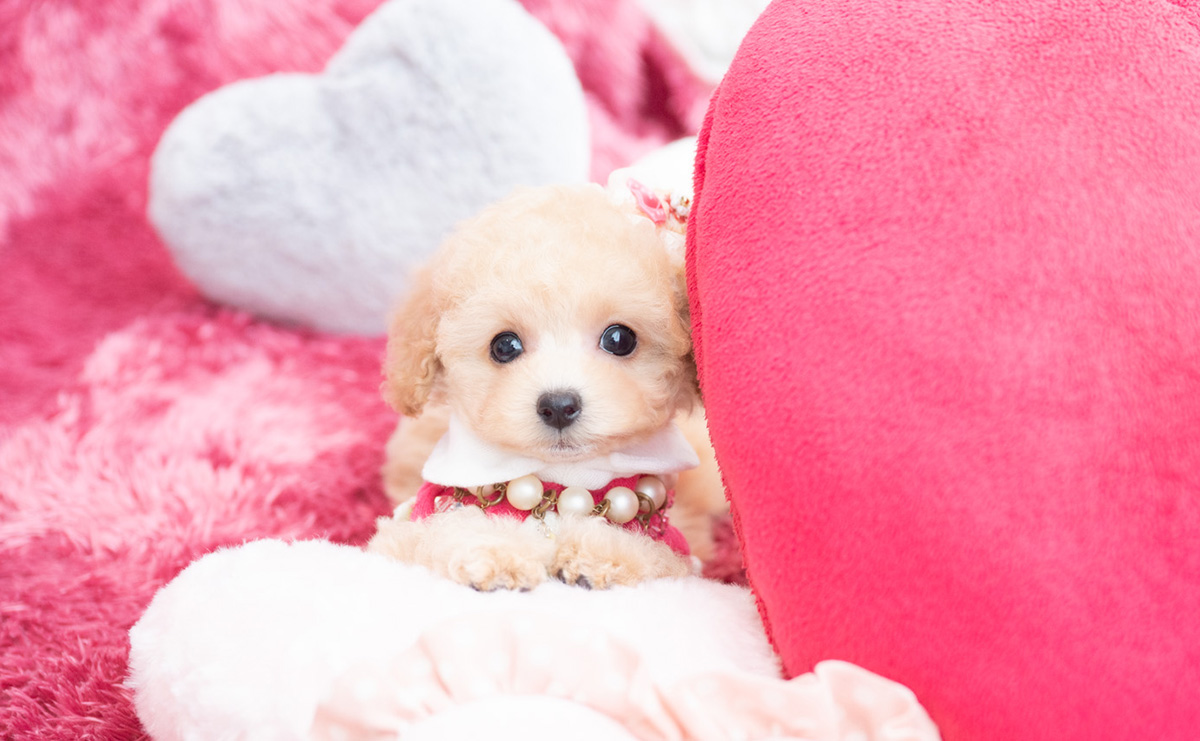 タイニープードルのクリームの女の子｜2026年1月7日生まれ｜No.11122｜画像4枚目