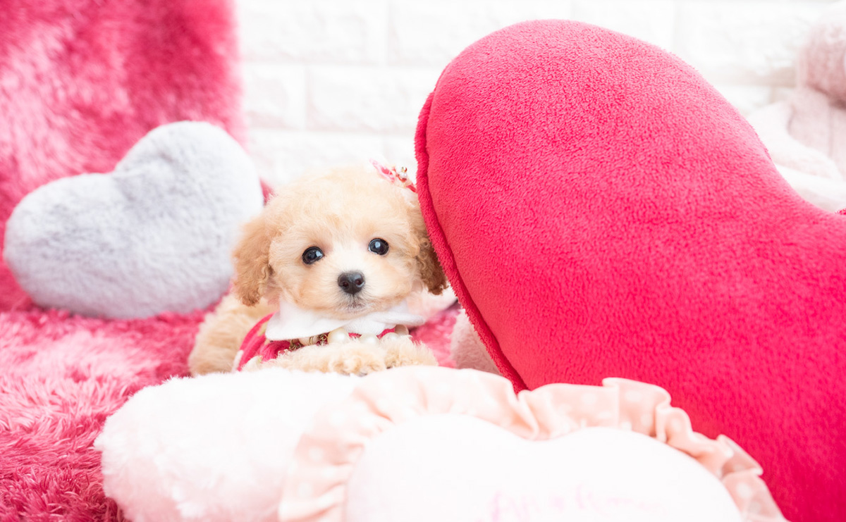 タイニープードルのクリームの女の子｜2026年1月7日生まれ｜No.11122｜画像5枚目