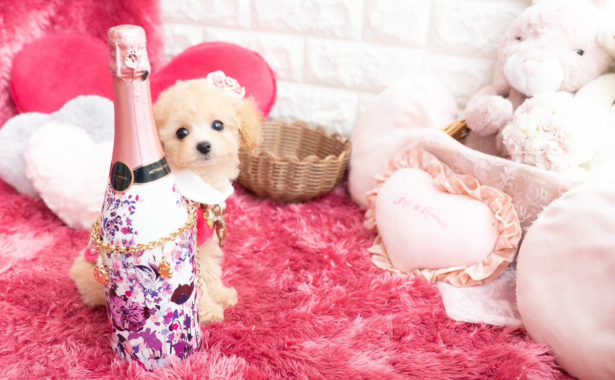 タイニープードルのクリームの女の子｜2026年1月7日生まれ｜No.11122｜画像8枚目