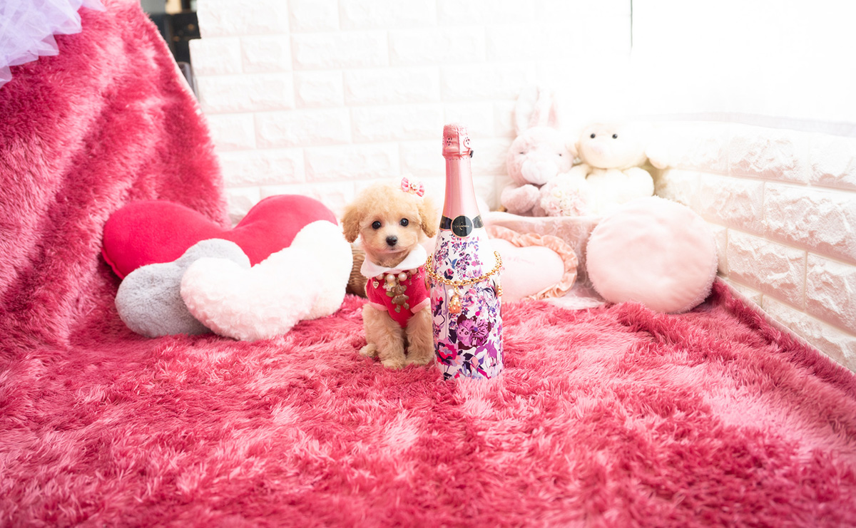 タイニープードルのクリームの女の子｜2026年1月7日生まれ｜No.11122｜画像7枚目