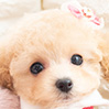 タイニープードルのクリームの女の子（2026年1月7日生まれ）