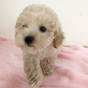 タイニープードルのクリームの男の子｜2026年1月9日生まれ｜No.11134｜画像0枚目