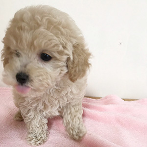 タイニープードルのクリームの男の子｜2026年1月9日生まれ｜No.11134｜画像1枚目
