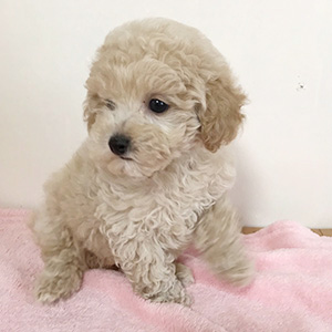 タイニープードルのクリームの男の子｜2026年1月9日生まれ｜No.11134｜画像2枚目