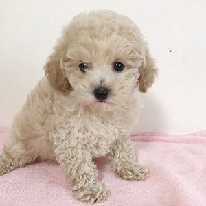 タイニープードルのクリームの男の子｜2026年1月9日生まれ｜No.11134｜画像3枚目