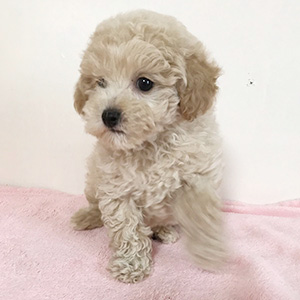 タイニープードルのクリームの男の子｜2026年1月9日生まれ｜No.11134｜画像4枚目