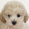 タイニープードルのクリームの男の子（2026年1月9日生まれ）