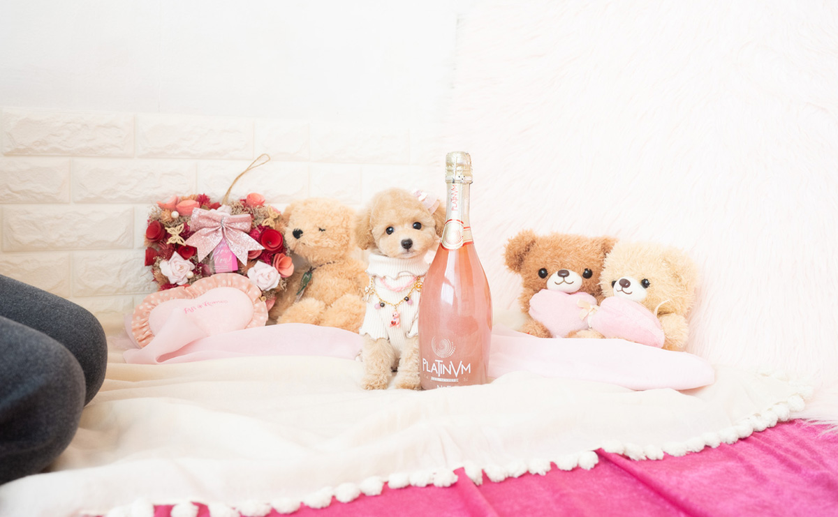 タイニープードルのクリームの女の子｜2026年1月7日生まれ｜No.11131｜画像4枚目