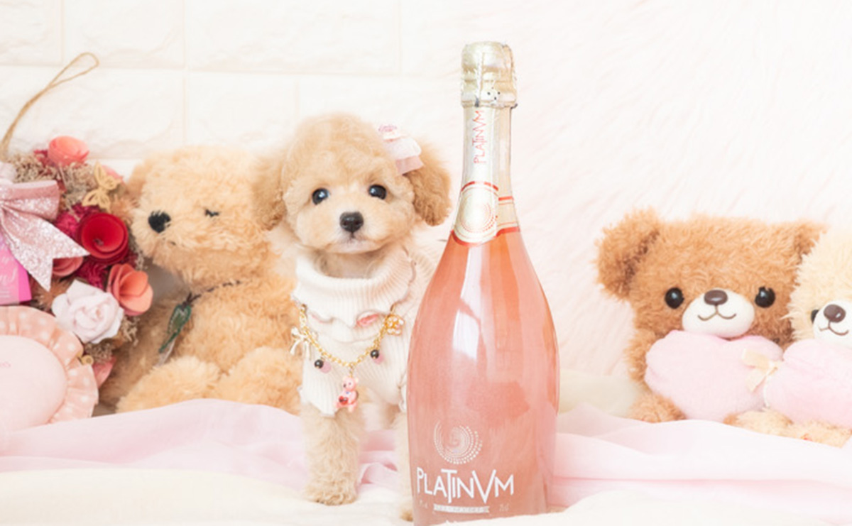 タイニープードルのクリームの女の子｜2026年1月7日生まれ｜No.11131｜画像3枚目