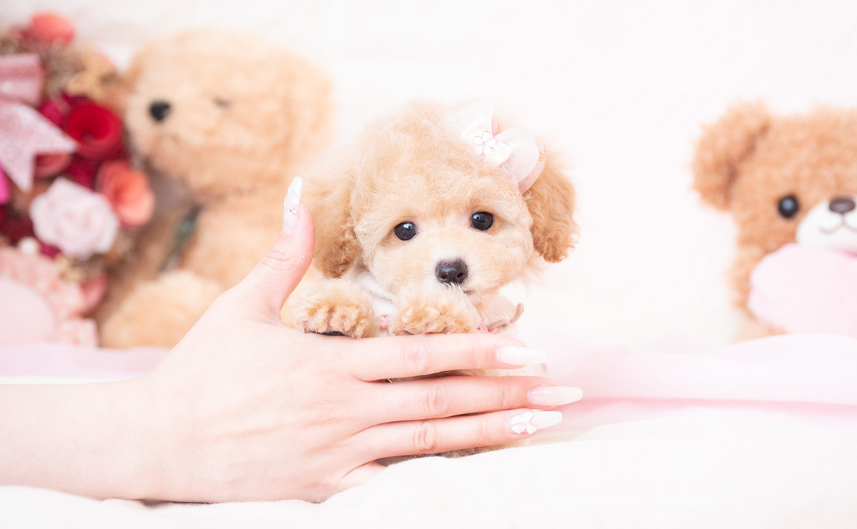 タイニープードルのクリームの女の子｜2026年1月7日生まれ｜No.11131｜画像0枚目