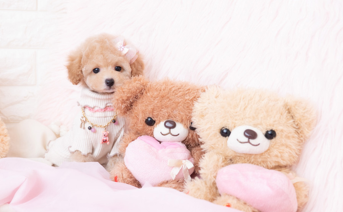 タイニープードルのクリームの女の子｜2026年1月7日生まれ｜No.11131｜画像2枚目