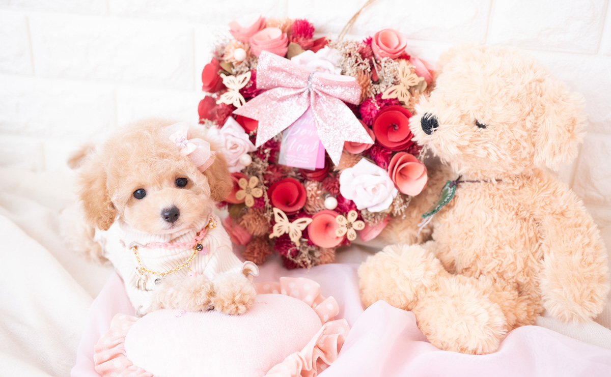 タイニープードルのクリームの女の子｜2026年1月7日生まれ｜No.11131｜画像7枚目