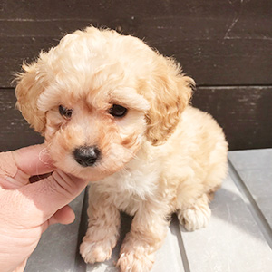 トイプードルのクリームの男の子｜2026年2月1日生まれ｜No.11176｜画像0枚目
