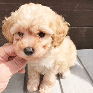 トイプードルのクリームの男の子｜2026年2月1日生まれ｜No.11176｜画像1枚目