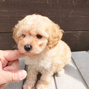 トイプードルのクリームの男の子｜2026年2月1日生まれ｜No.11176｜画像2枚目