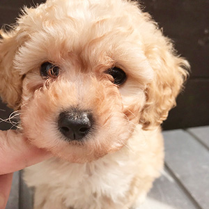 トイプードルのクリームの男の子｜2026年2月1日生まれ｜No.11176｜画像3枚目