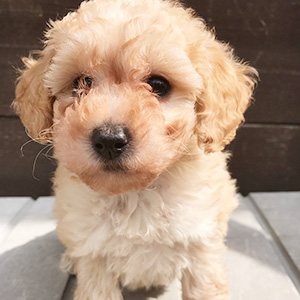 トイプードルのクリームの男の子｜2026年2月1日生まれ｜No.11176｜画像4枚目