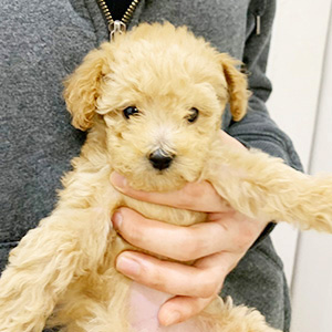 タイニープードルのクリームの男の子|2026年2月21日生まれ|No.11157|画像0枚目