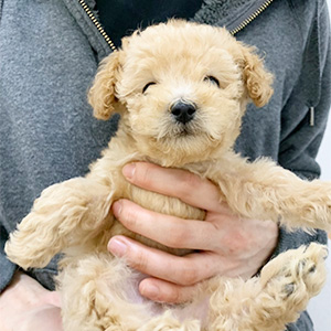 タイニープードルのクリームの男の子|2026年2月21日生まれ|No.11157|画像2枚目