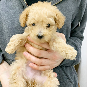 タイニープードルのクリームの男の子｜2026年2月21日生まれ｜No.11157｜画像4枚目