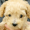 タイニープードルのクリームの男の子（2026年2月21日生まれ）