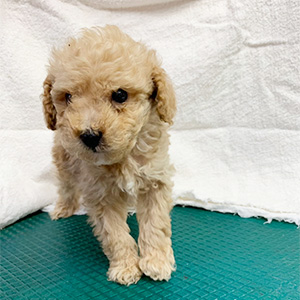 トイプードルのクリームの男の子｜2026年2月21日生まれ｜No.11158｜画像0枚目