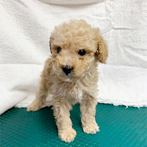 トイプードルのクリームの男の子｜2026年2月21日生まれ｜No.11158｜画像1枚目