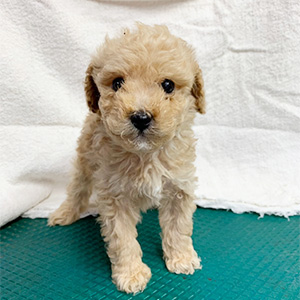 トイプードルのクリームの男の子｜2026年2月21日生まれ｜No.11158｜画像2枚目