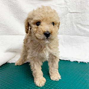 トイプードルのクリームの男の子｜2026年2月21日生まれ｜No.11158｜画像3枚目